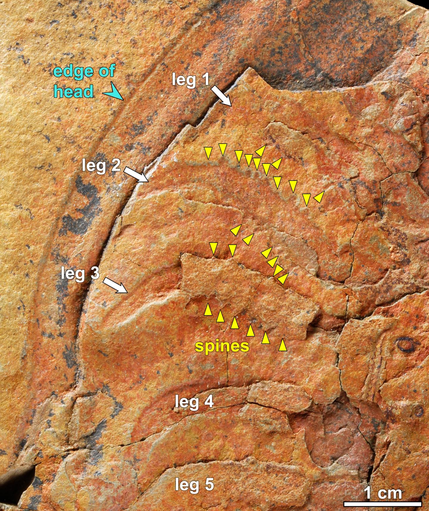 Trilobite Legs