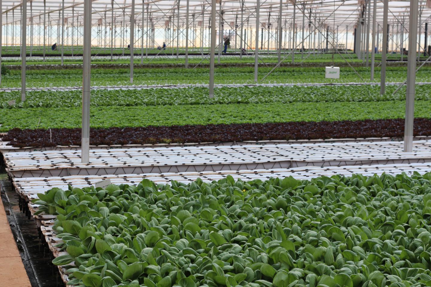 Growing Facility