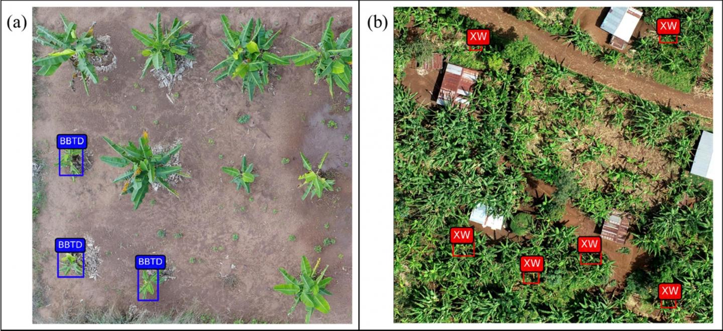 Aerial views of BBTD and BXW