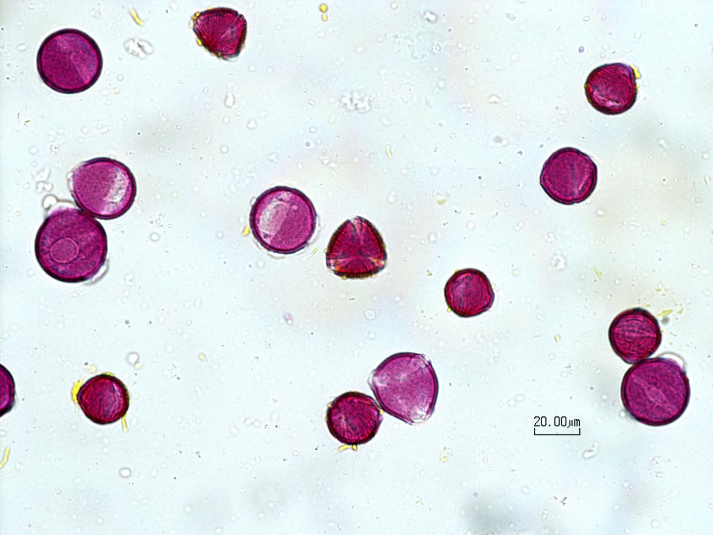 Close up of Pollen