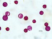 Close up of Pollen
