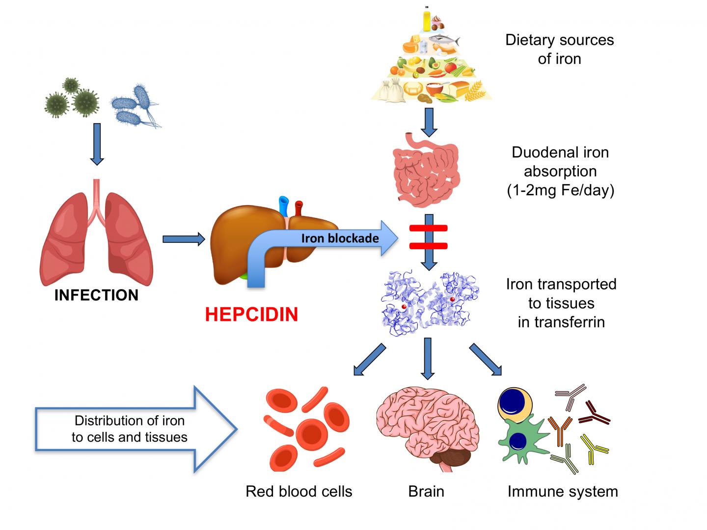 Inflammation from Respiratory Infections Blocks Iron Absorption in Children (7 of 7)