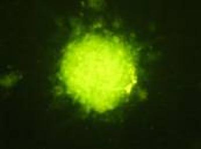Stem Cells