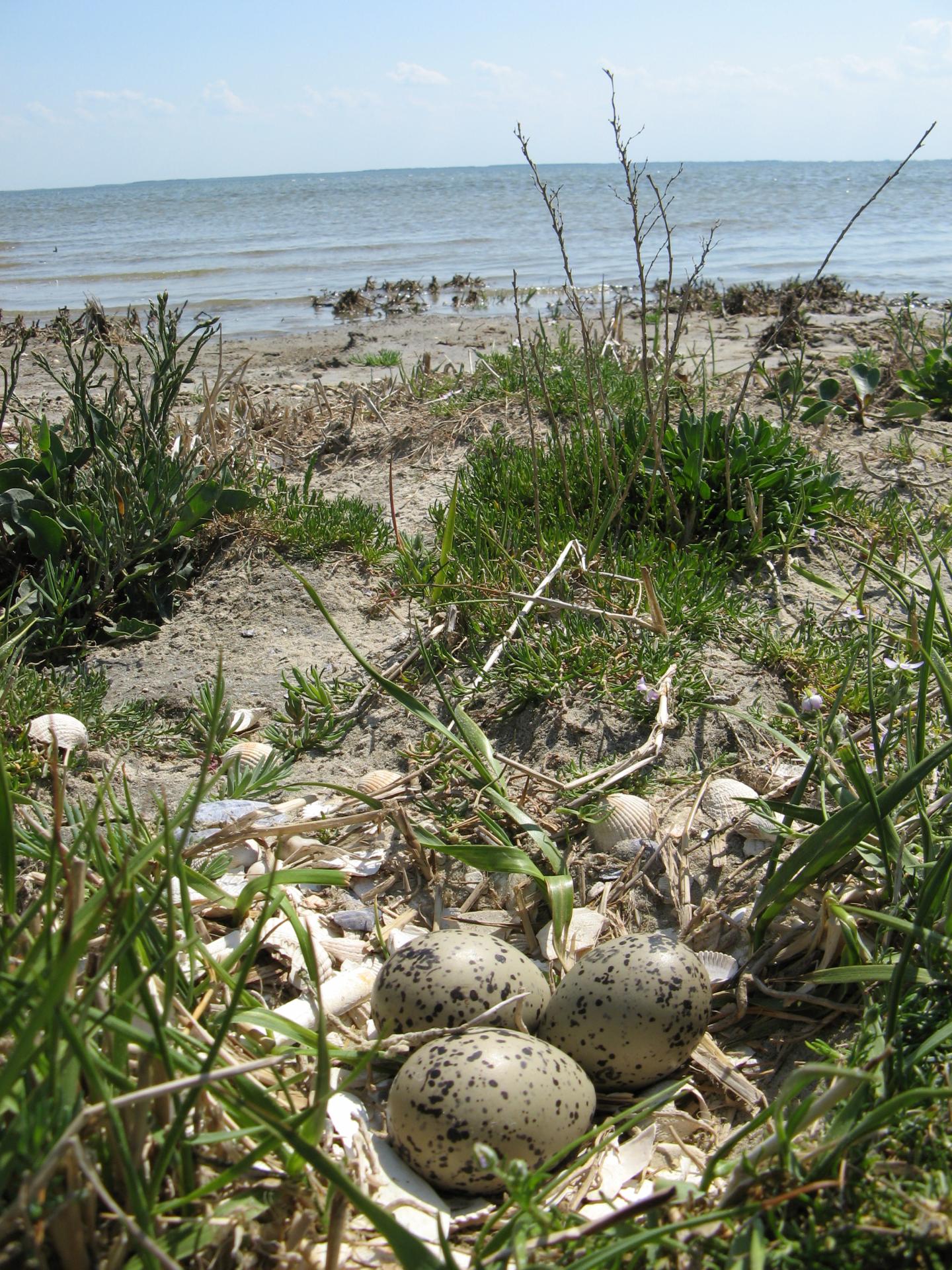Nest by the Sea