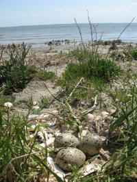Nest by the Sea
