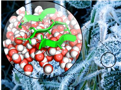 Ice-Nucleating Proteins