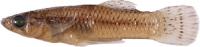 Male <i>Gambusia quadruncus</i> Fish