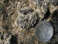 Fossil Peach (3 of 3)