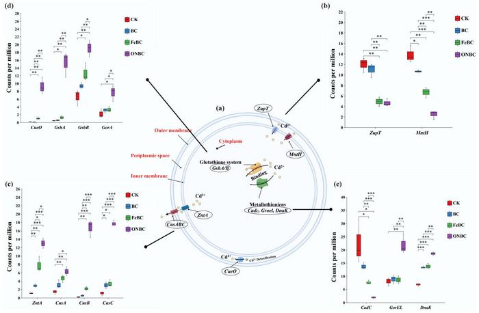 Effects of different biochar amendments on bacterial genes involved in Cd2+ stabilization and detoxification pathways.