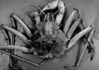 <i>Lithodes galapagensis</i>
