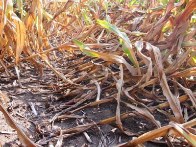 Lodged Corn