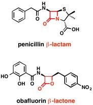 Beta-Lactams and Beta-Lactones both Include a Small, Highly Strained Ring