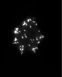 Florescent Cell Movement