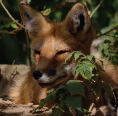 Red Fox