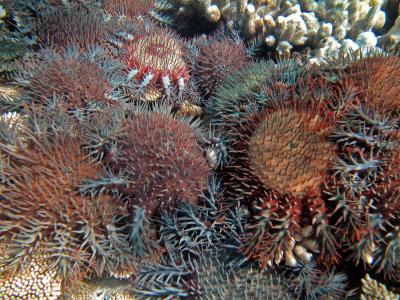 Crown of Thorns in Action
