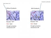 How Pyrabactin Works