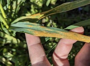 Wheat leaf with yellow rust