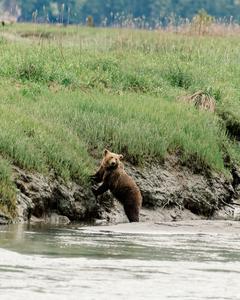 Grizzly cub