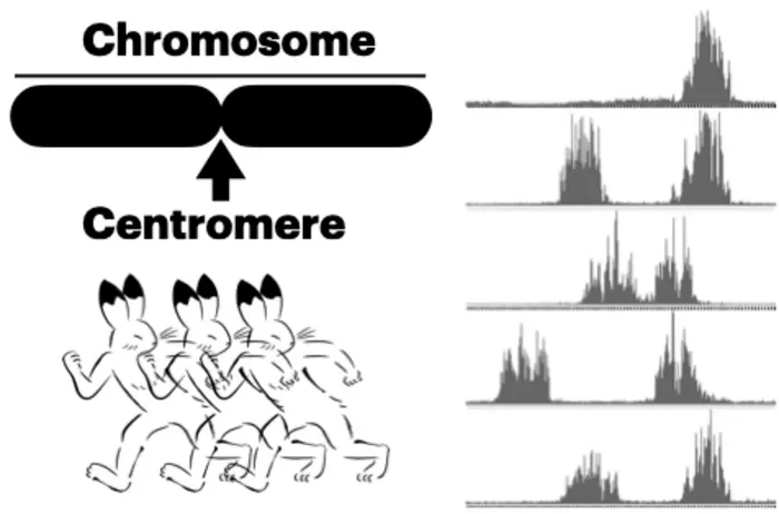 Onion centromere on the move—researchers uncover variations in the structural organization and mobility of centromeres