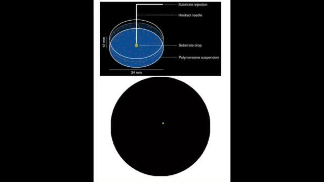 Sugar Gradient Propels Brain-Homing 'Nanoswimmers' Across Biological Barriers (2 of 2)
