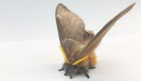 Fluffy Moth Species