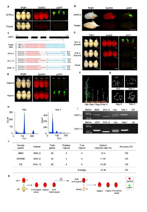 Double-fluorescent proteins enable robust maternal haploid identification in wheat
