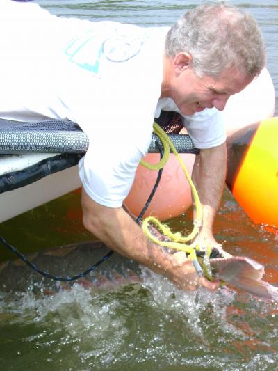 Atlantic Sturgeon  (1 of 2)