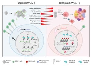 Graphical abstract of the article: Whole genome doubling (WGD) shapes tumor evolution