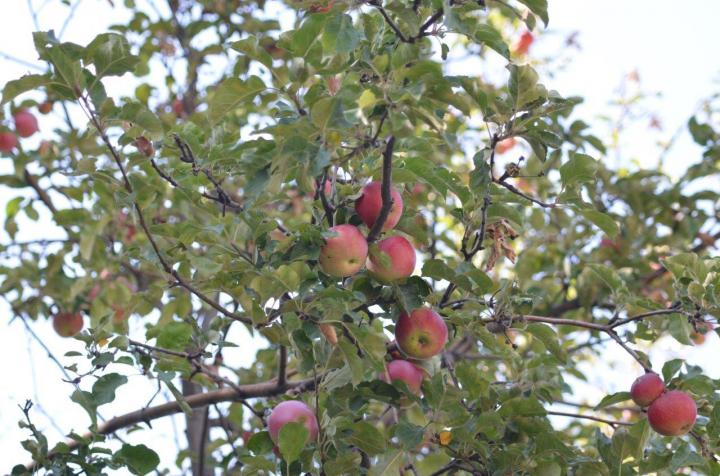 Tien Shan Wild Apples