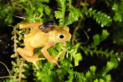 Kihansi Spray Toads