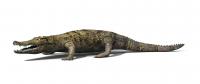 Study: The Last 'Caimans' Living in Spain