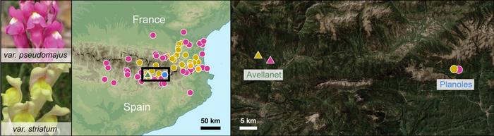 Map of of magenta- and yellow-colored snapdragons