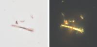 Optical Microscopy
