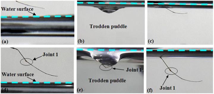 Leg Sections Contacting the Water Surface