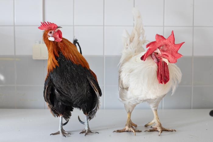 Junglefowl and domestic chicken