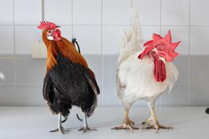 Junglefowl and domestic chicken