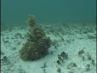 Dynamic Camouflage Change in Octopus