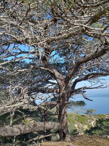 Torrey pine