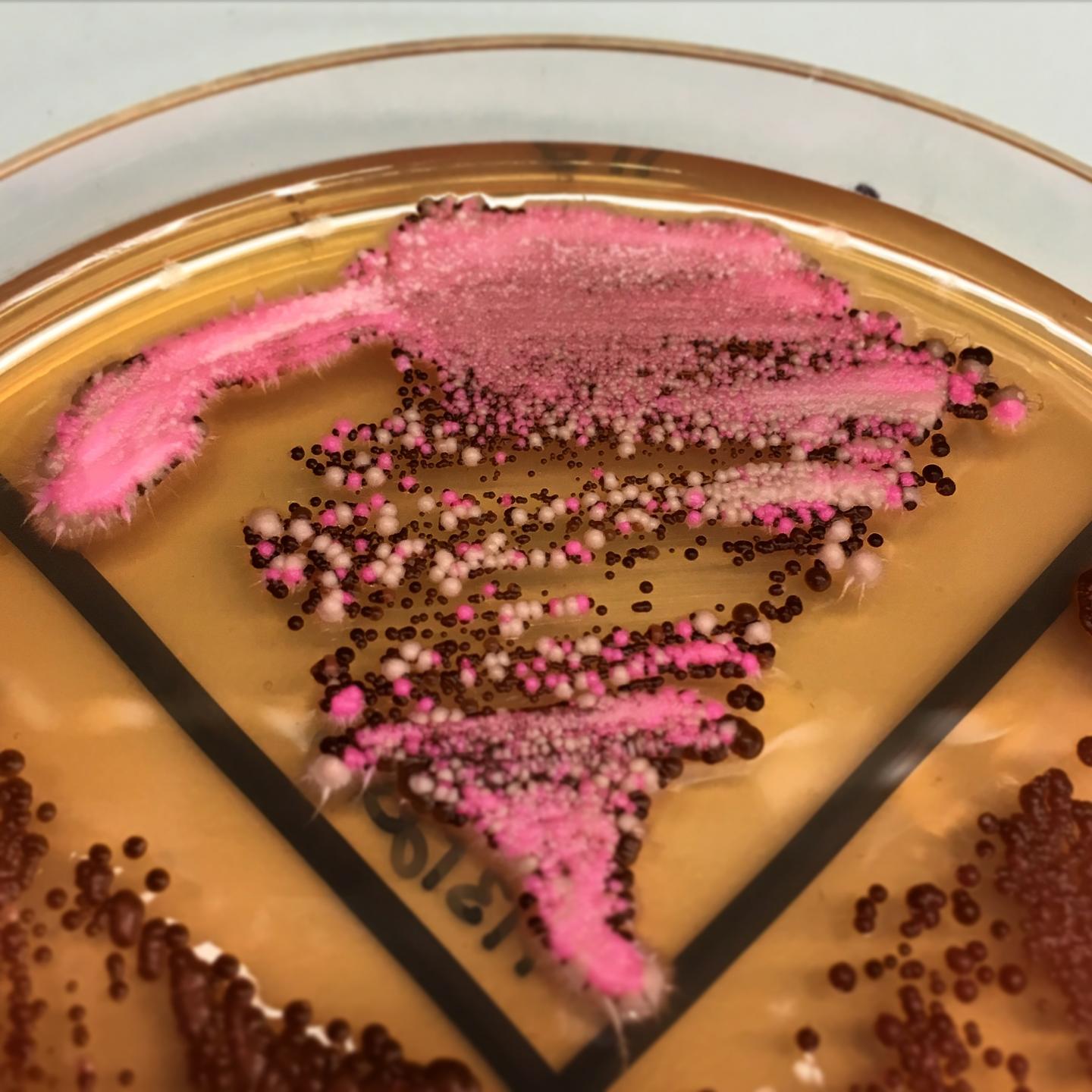 Gene Drives in <i>Candida albicans</i>