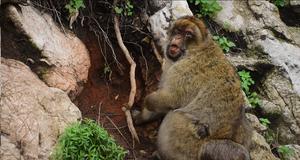 A macaque chews on red clay soil
