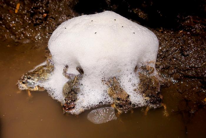 Foam nests laid by Túngara frogs