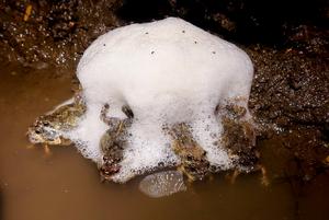Foam nests laid by Túngara frogs