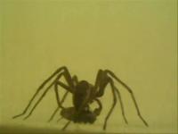 <i>Pisauramirabilis cristinatuni</i>