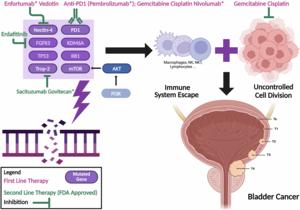 Optimizing enfortumab vedotin plus pembrolizumab therapy