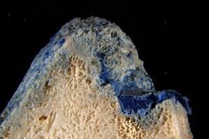 Plasticoral from Sosu Beach