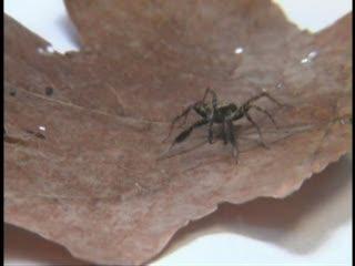 Male Wolf Spider Making Courtship Signals