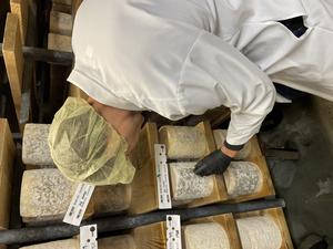 Sampling from Jasper Hill Farm cheese cave