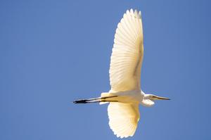 Ardea alba