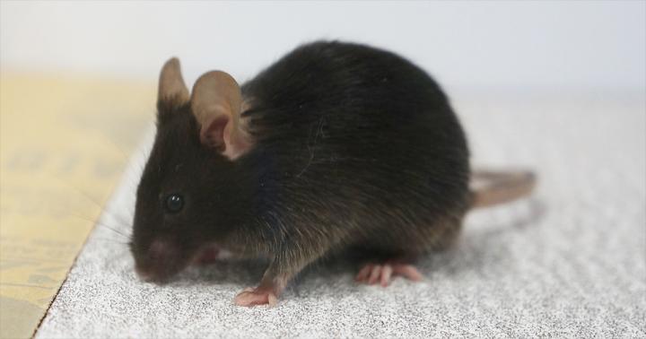 Mouse