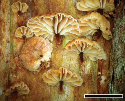<i>Gymnopus imbricatus</i>